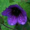 Geranium procurrens - abriachan nurseries